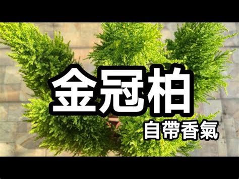 香冠柏風水